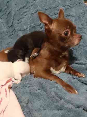 Чихуахуа, мальчики родились 24 сентября Луганск