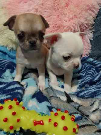 Чихуахуа, мальчики родились 24 сентября Луганск