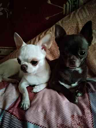 очаровательные щенки чихуахуа Луганск