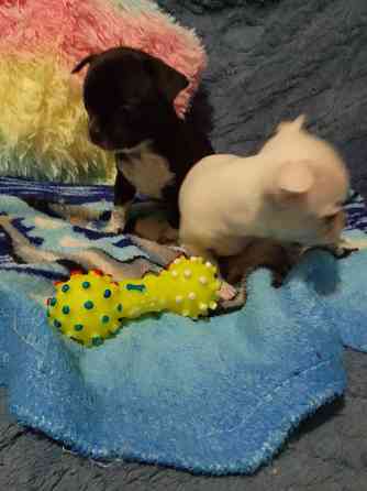 Чихуахуа, мальчики родились 24 сентября Луганск