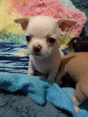 Чихуахуа, мальчики родились 24 сентября Луганск