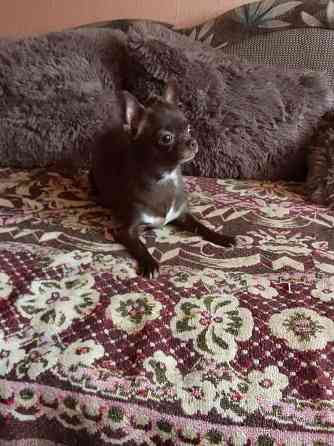 Чихуахуа, мальчики родились 24 сентября Луганск