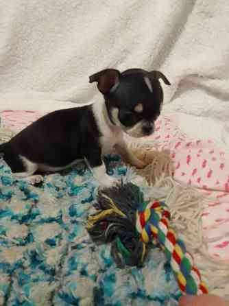 очаровательные щенки чихуахуа Луганск