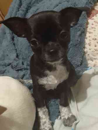 очаровательные щенки чихуахуа Луганск