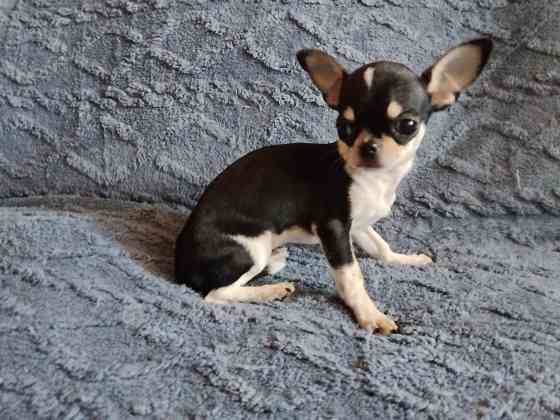 очаровательные щенки чихуахуа Луганск