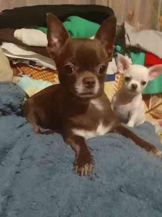 очаровательные щенки чихуахуа Луганск