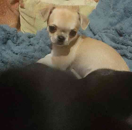 очаровательные щенки чихуахуа Луганск