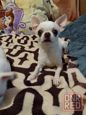 Чихуахуа, мальчики родились 24 сентября Луганск - изображение 4