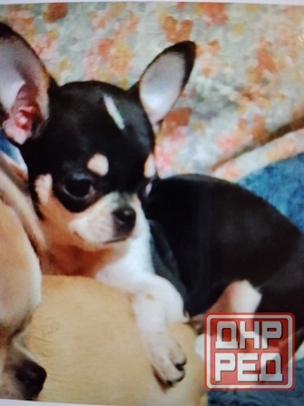 очаровательные щенки чихуахуа Луганск - изображение 4