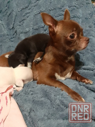 Чихуахуа, мальчики родились 24 сентября Луганск - изображение 5