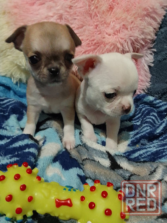 Чихуахуа, мальчики родились 24 сентября Луганск - изображение 2