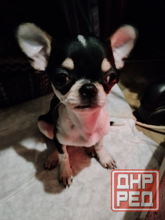 очаровательные щенки чихуахуа Луганск - изображение 3