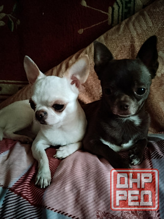 очаровательные щенки чихуахуа Луганск - изображение 1