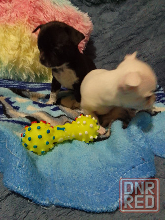 Чихуахуа, мальчики родились 24 сентября Луганск - изображение 3