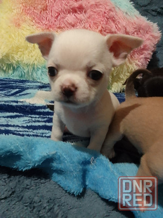 Чихуахуа, мальчики родились 24 сентября Луганск - изображение 1