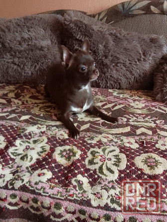 Чихуахуа, мальчики родились 24 сентября Луганск - изображение 6