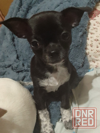 очаровательные щенки чихуахуа Луганск - изображение 2