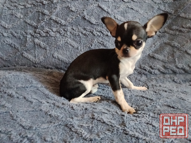 очаровательные щенки чихуахуа Луганск - изображение 5