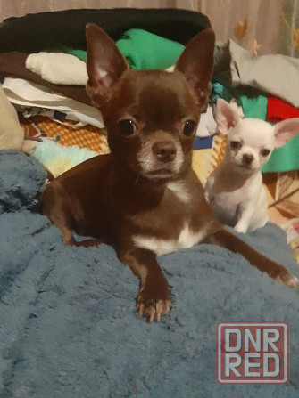 очаровательные щенки чихуахуа Луганск - изображение 1