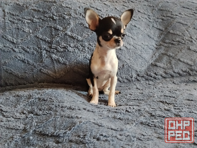 очаровательные щенки чихуахуа Луганск - изображение 2