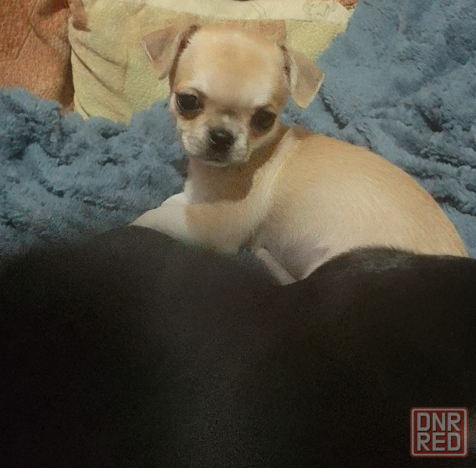 очаровательные щенки чихуахуа Луганск - изображение 3