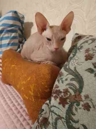 Донской Сфинкс, мальчик Луганск