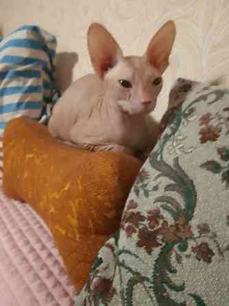 Донской Сфинкс, мальчик Луганск