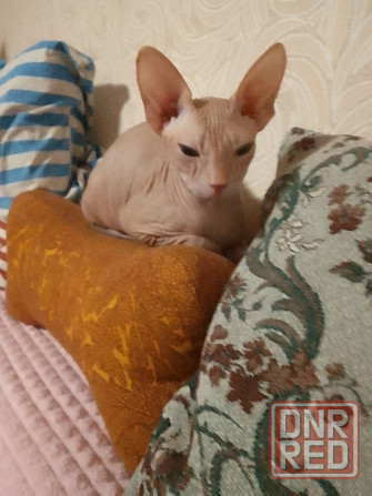 Донской Сфинкс, мальчик Луганск - изображение 2