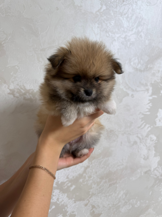 Померанский шпиц (4 мальчика) Горловка