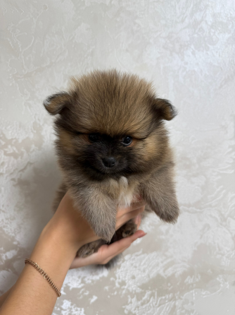 Померанский шпиц (4 мальчика) Горловка