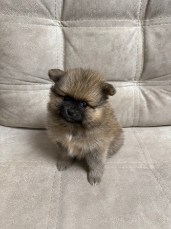 Померанский шпиц (4 мальчика) Горловка