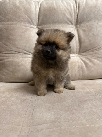 Померанский шпиц (4 мальчика) Горловка