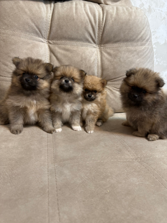 Померанский шпиц (4 мальчика) Горловка