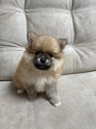 Померанский шпиц (4 мальчика) Горловка