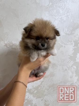 Померанский шпиц (4 мальчика) Горловка - изображение 4