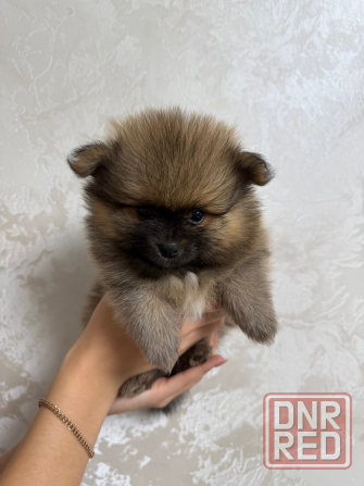 Померанский шпиц (4 мальчика) Горловка - изображение 6