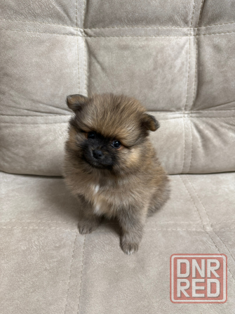 Померанский шпиц (4 мальчика) Горловка - изображение 5