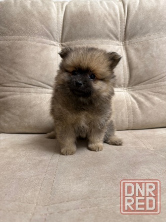 Померанский шпиц (4 мальчика) Горловка - изображение 2