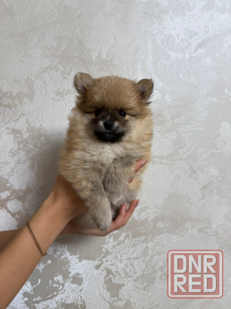 Померанский шпиц (4 мальчика) Горловка - изображение 7