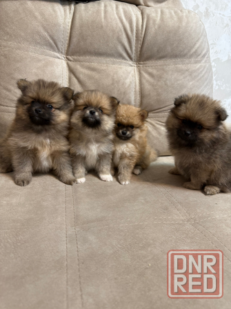 Померанский шпиц (4 мальчика) Горловка - изображение 1