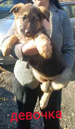 Продам немецкую овчарку Донецк