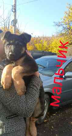 Продам немецкую овчарку Донецк