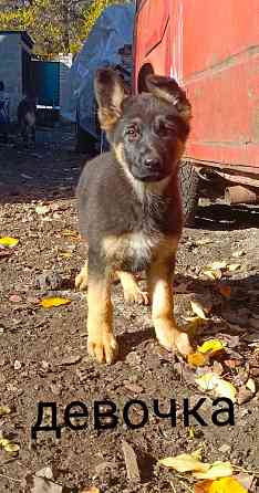Продам немецкую овчарку Донецк