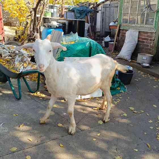Продам козочек Макеевка
