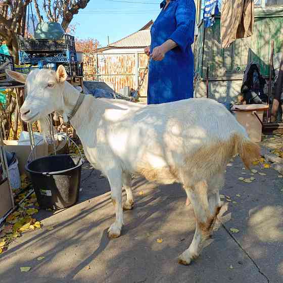 Продам козочек Макеевка
