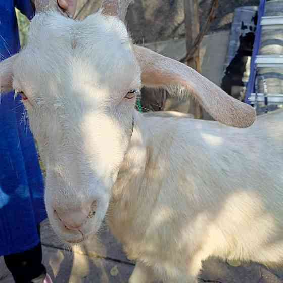 Продам козочек Макеевка