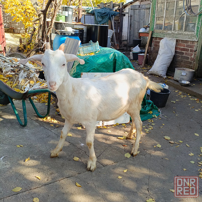 Продам козочек Макеевка - изображение 1