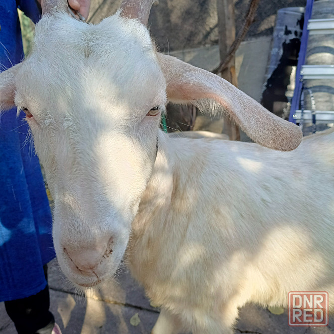 Продам козочек Макеевка - изображение 2