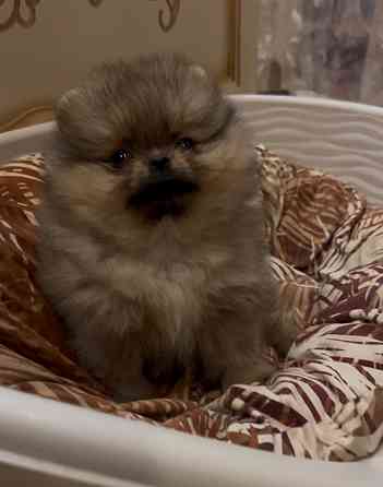 Щенки померанского шпица Донецк