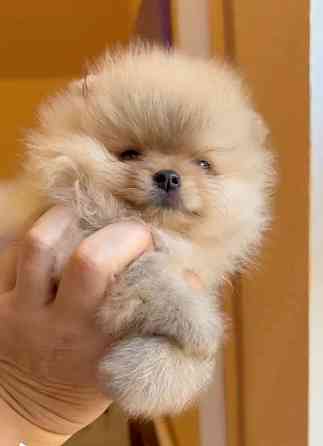 Щенки померанского шпица Донецк